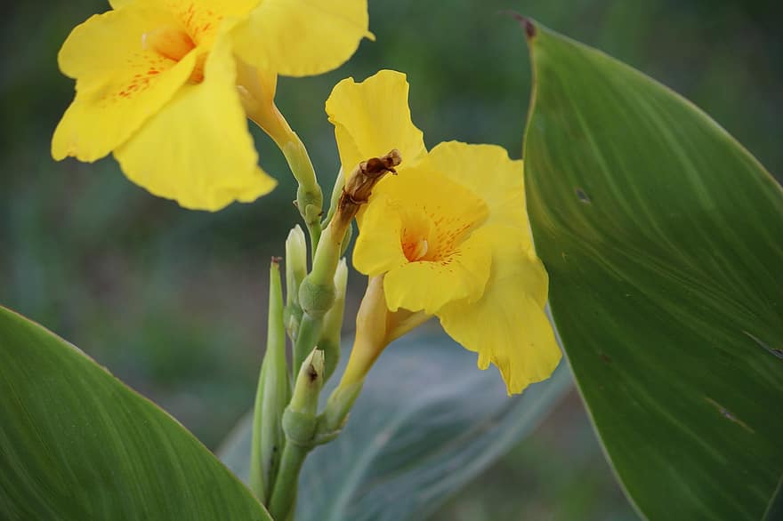 τροπικό φυτό και άνθος, Canna Lillies, λουλούδια, κίτρινος, φύση