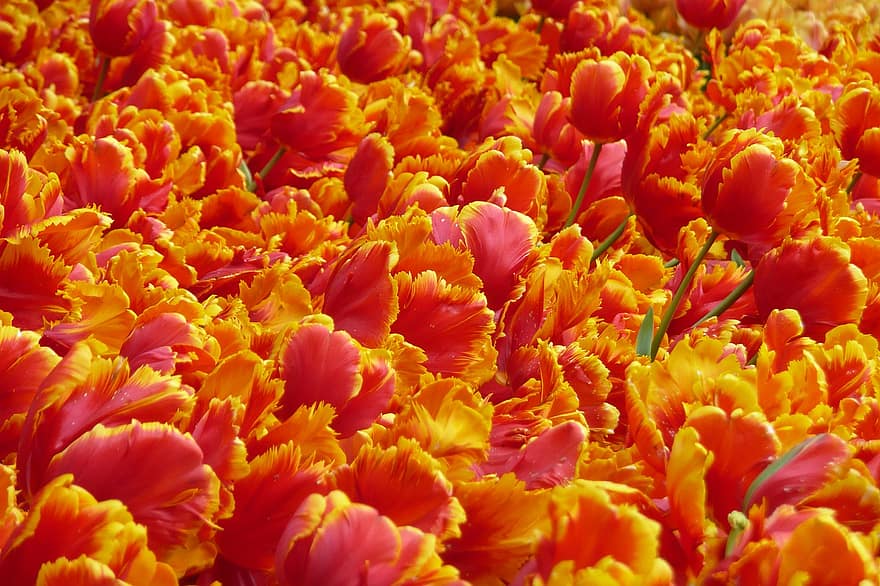 tulipány, keukenhof, Holandsko, Tulipán pole, pole tulipánů, pole květin, květinové pole, květ, květiny, park, zahrada