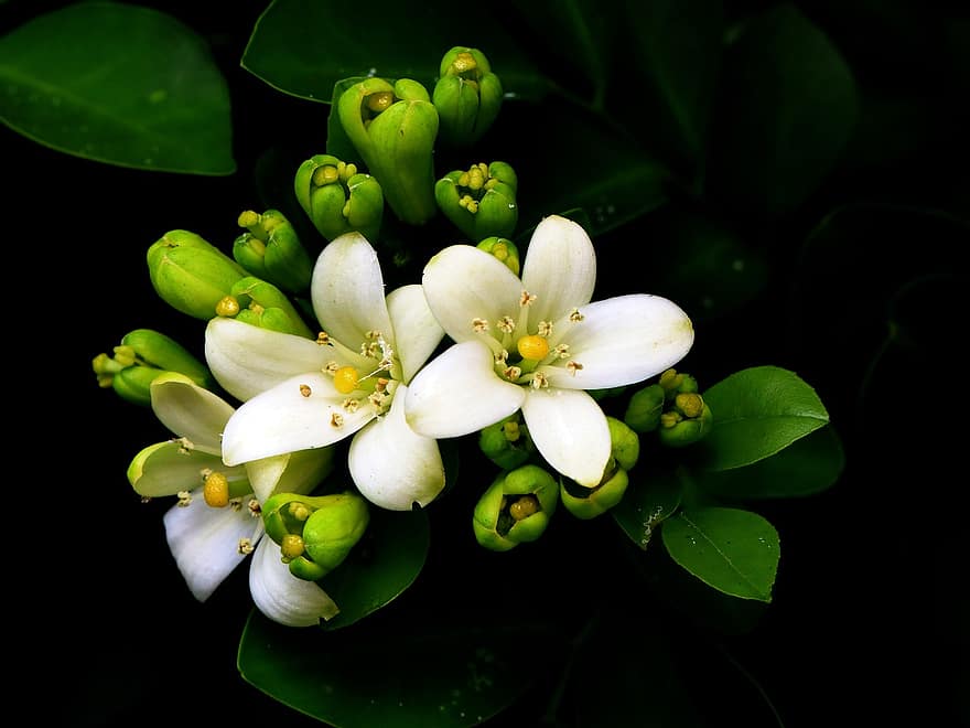 Jasmines, kukat, valkoiset kukat, silmut, terälehdet, valkoiset terälehdet, kukinta, kukka, kasvisto, tuoksuva, murraya paniculata