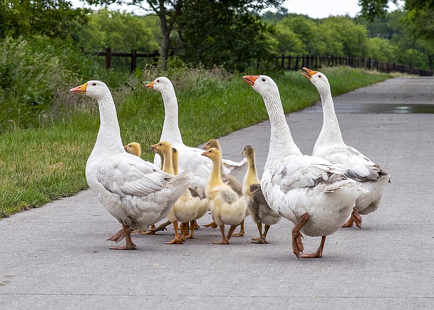 Geese, Goslings, Road, Pavement, Family, Young Birds, Chicks, Birds, Waterfowls, Water Birds, Aquatic Birds
