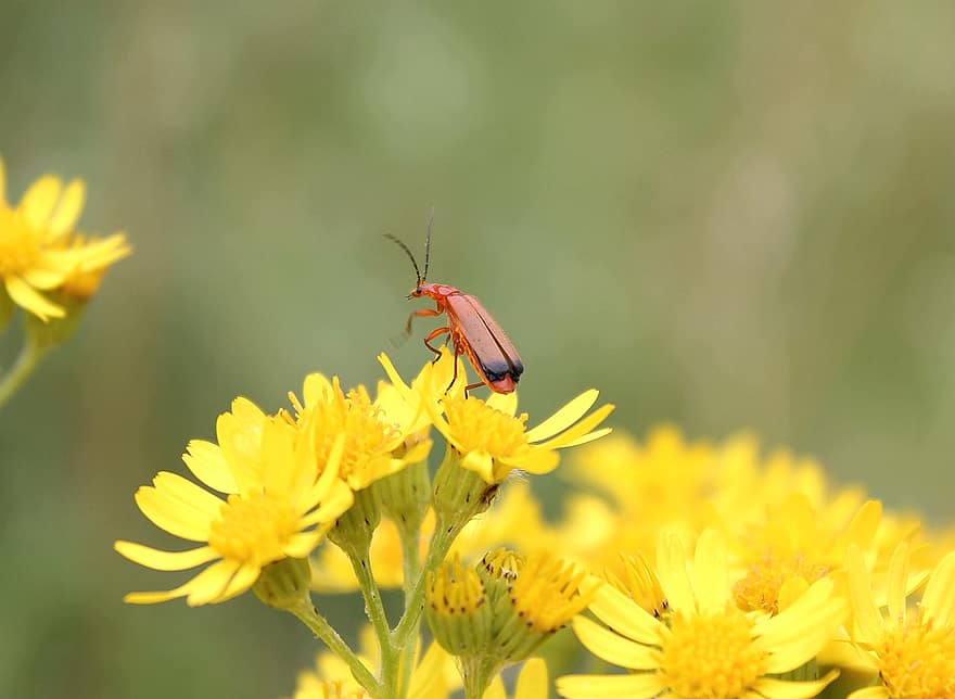 scarabeo rosso soldato, scarafaggio, fiori, puzzolente willie, coleottero soldato, insetto, fiori gialli, pianta, natura, macro