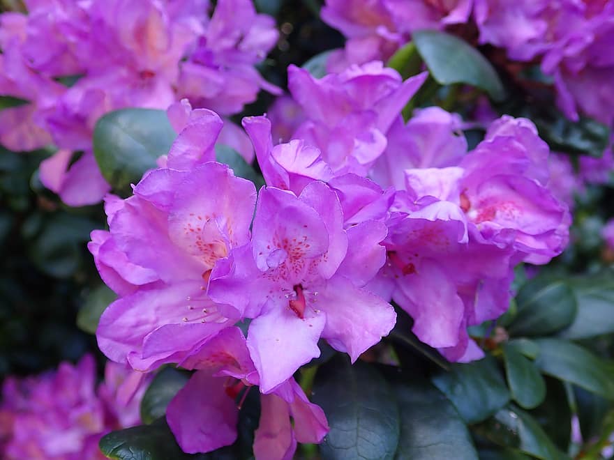 Rhododendron, Flowers, Purple Flowers, Petals, Purple Petals, Bloom, Blossom, Nature, Flora, Plants