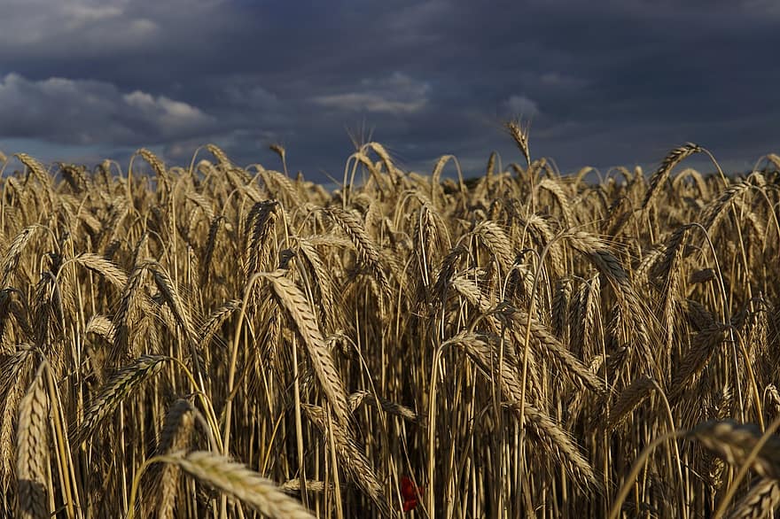 champ de blé, blé, champ, soleil couchant, des nuages, des céréales, agriculture, grain, paysage, la nature, été