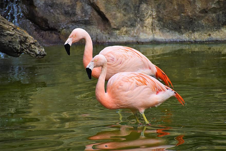 flamingo, fugler, elv, innsjø, skog, natur, fugletitting, ornitologi, dyreliv, avian, rosa fugl