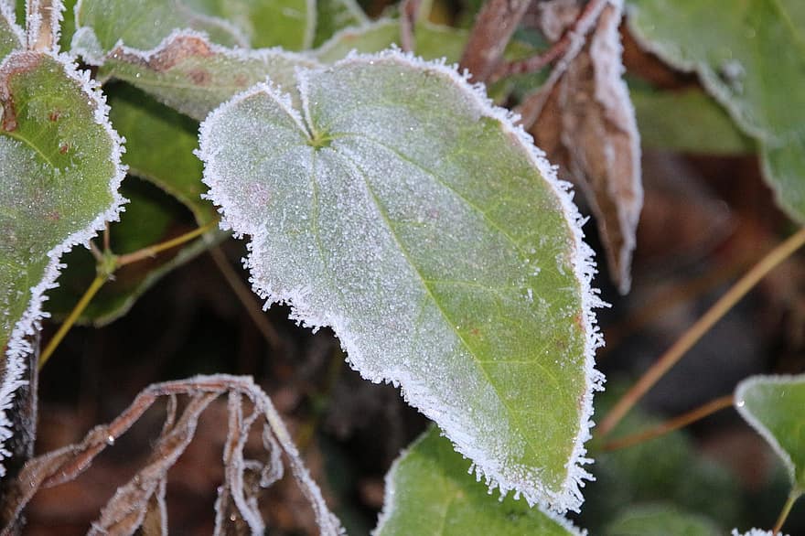Frost, Winter, Blatt, gefroren