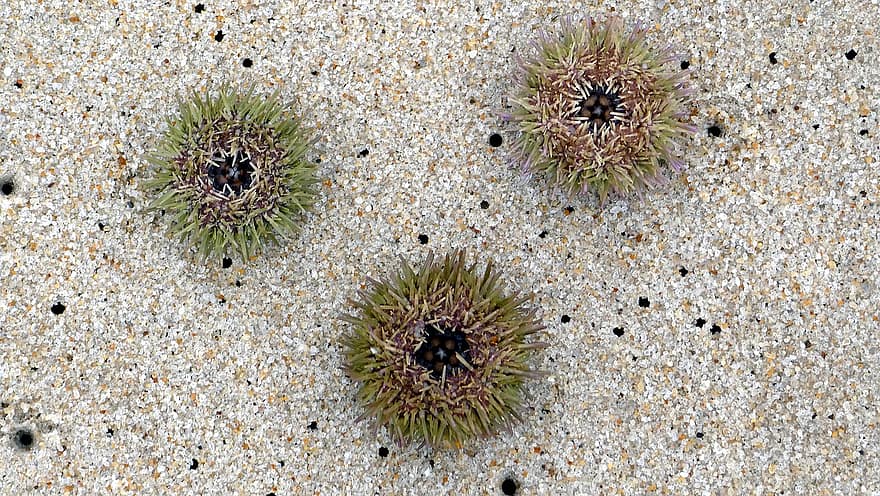 mořský ježek, námořní, pláž, pod vodou