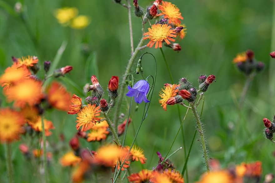 Bellflower, Hawkweed, Flowers, Blossoms, Buds, Plants, Meadow, Field, Nature, Flora