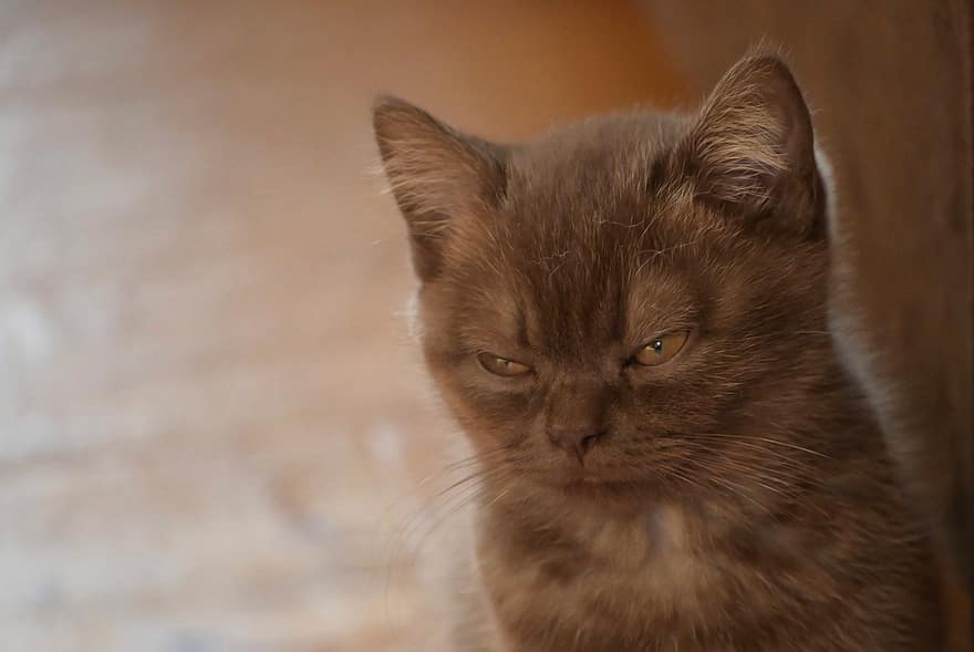 British Shorthair, Cat, Kitten, Pet, Cute, Domestic Cat, Cat's Eyes, Charming, Portrait, Sweet, Tired