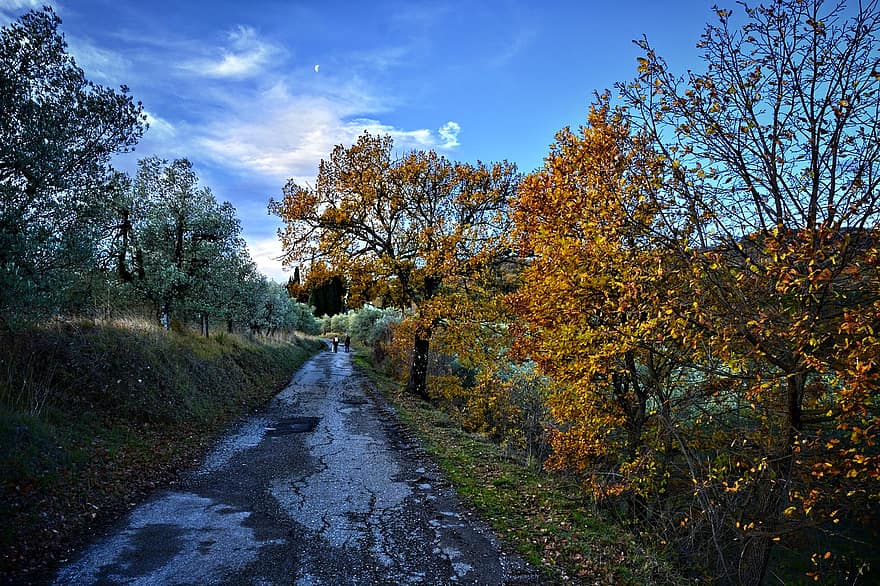 weg, bomen, landelijk, landweg, platteland, Via Delle Tavarnuzze, Florence, Toscane, chianti, herfst, boom