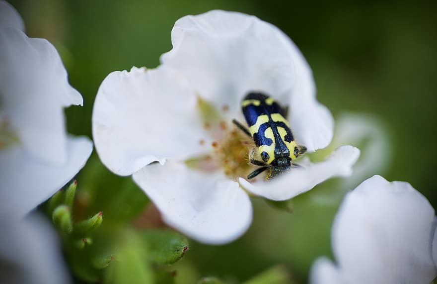 Insekt, Pollen, Frühling, Blume, Bestäubung, Natur, Garten, Pflanze, Fehler, Sommer-, weiße Blume