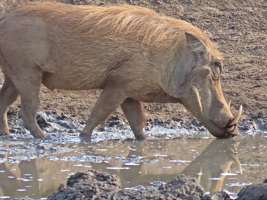 Warthog, Common Warthog, Watering Hole, Wildlife, Umfolozi