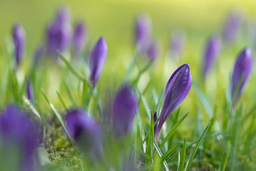 Purple Flowers, Purple Crocuses, Blooming Flowers, Crocuses, Flowerbuds, Spring Flowers, Meadow, Flowers, Blossoms, flower, close-up