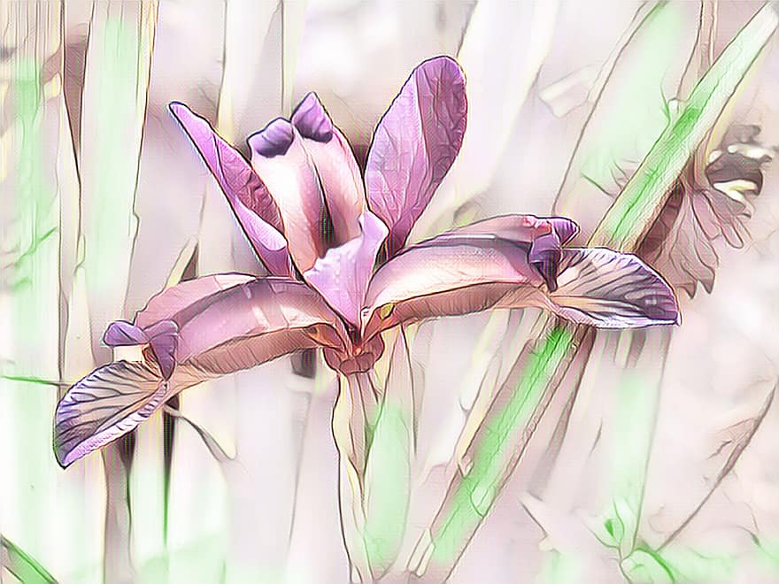 iris de pantano, iris, pintura digital, flor, floración, planta, rosado