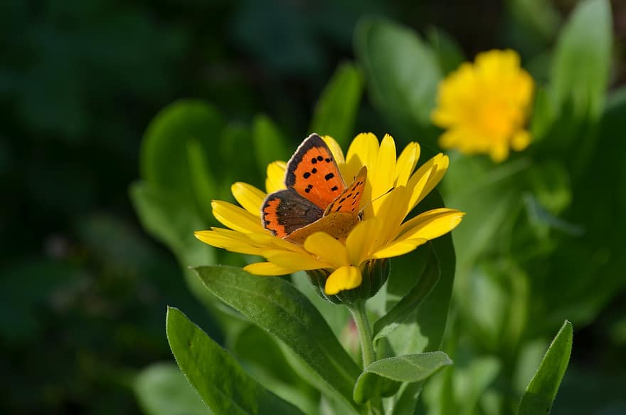 mały miedziany motyl, motyl, kwiat, nagietek, skrzydełka, owad, zapylanie, żółty kwiat, roślina, Natura