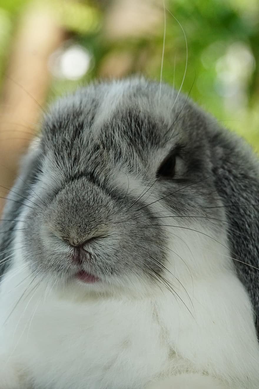 Rabbit, Animal, Pet, Holland Lop, Bunny, cute, pets, close-up, fluffy, fur, small