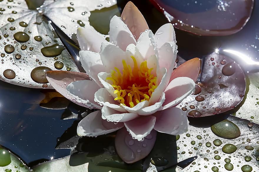 White Water Lily, Waterlily, Flower, White Flower, Aquatic Plant, Pond, leaf, plant, flower head, petal, close-up