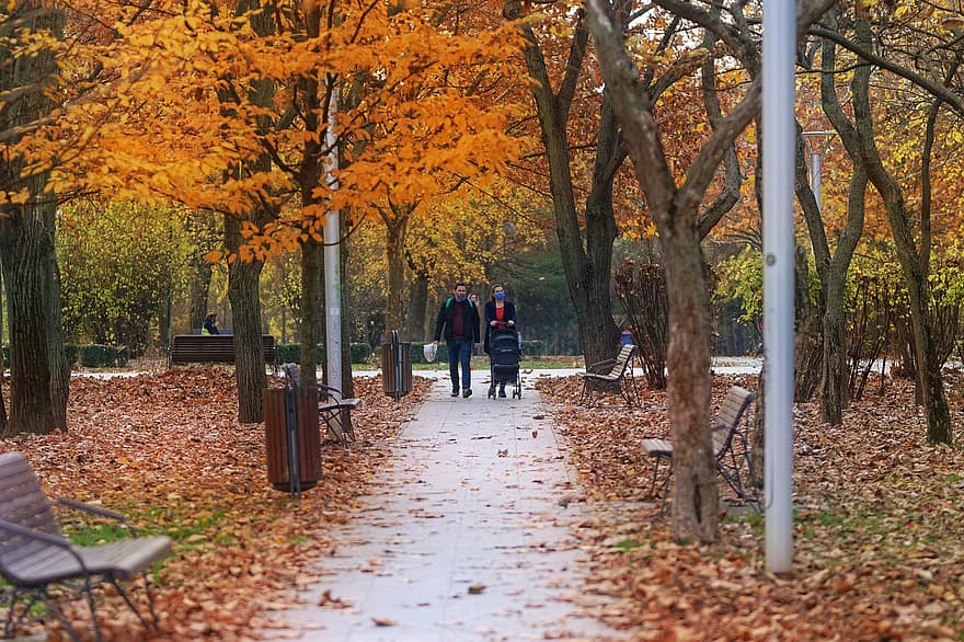 осень, парк, природа, время года, деревья, падать, семья, пандемия, COVID-19, маска для лица, Бродяга