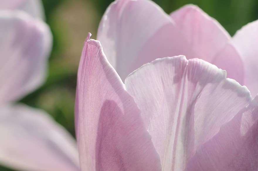 tulipaner, lyserøde tulipaner, lyserøde blomster, blomster, have, natur, forår, blomst, tæt på, plante, kronblad