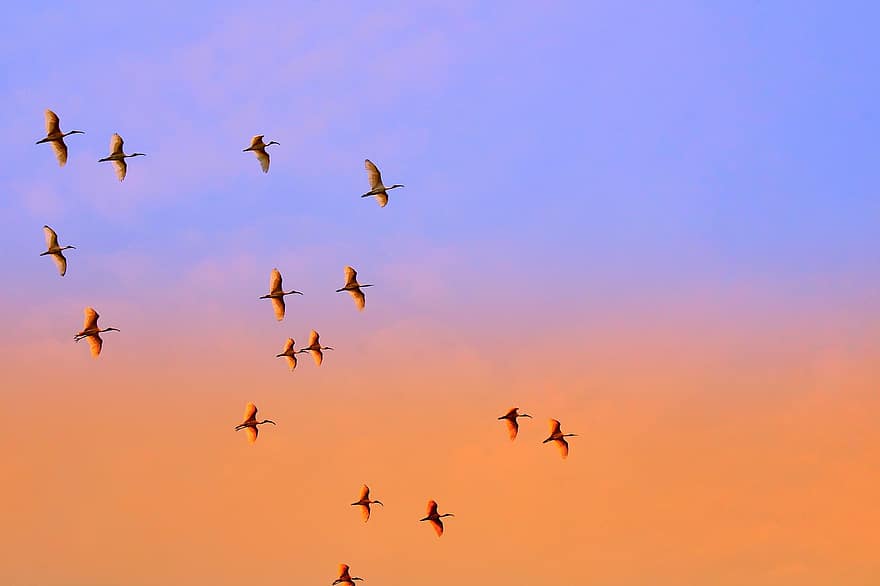 cigne, ocells, volant, cel, posta de sol, ramat, aus d'aigua, animals, vol, migració, vespre