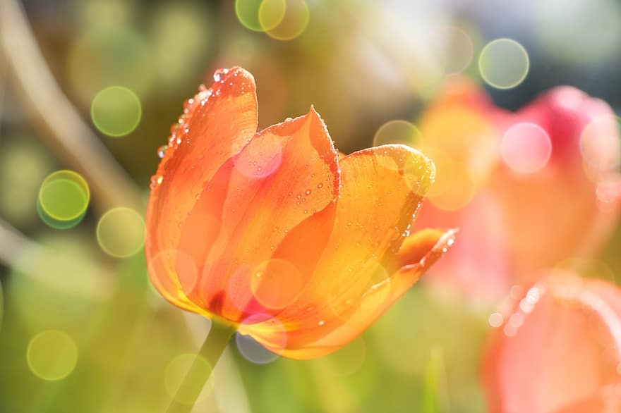 тюльпаны, оранжевые тюльпаны, сад, природа, весна, цветок, завод, крупный план, летом, свежесть, лепесток