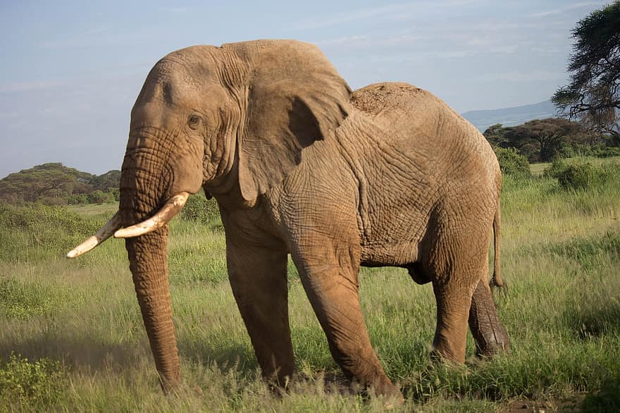 elefant, dyr, safari, elefantstamme, stødtænder, pattedyr, planteæder, vildt dyr, dyreliv, fauna, ødemark