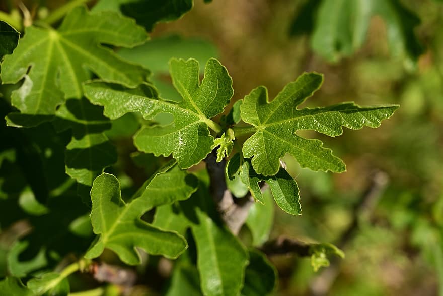 Fig Leaves, Leaves, Shrub, Plant, Fig, Bud, Foliage, Green, leaf, green color, close-up