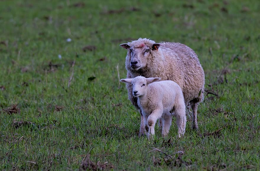 Sheep, Lamb, Farm, Pasture, Livestock, Field, Nature, Cute, Rural, Grass, Flock