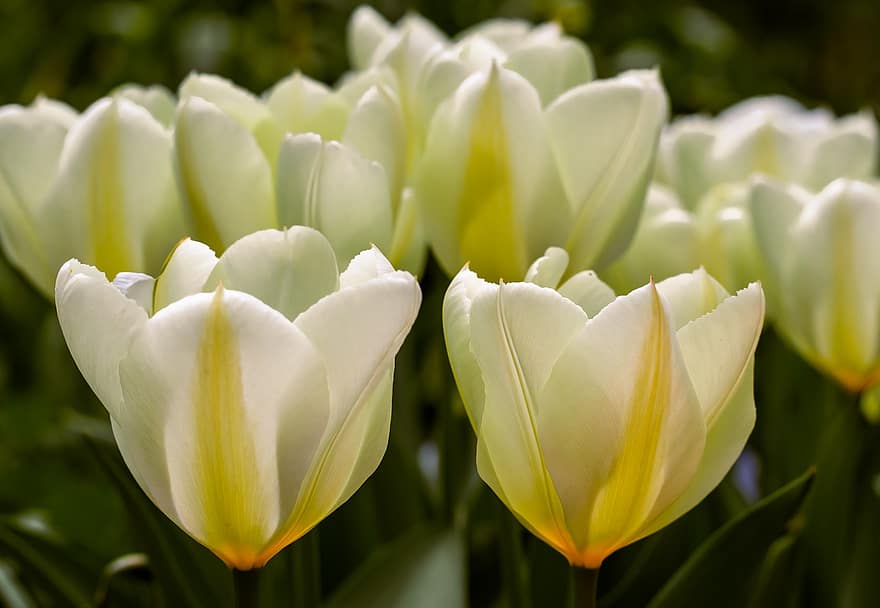 Tulips, Flowers, Meadow, Petals, Bloom, Plants, Spring Flowers, Garden, Spring, Nature, Background