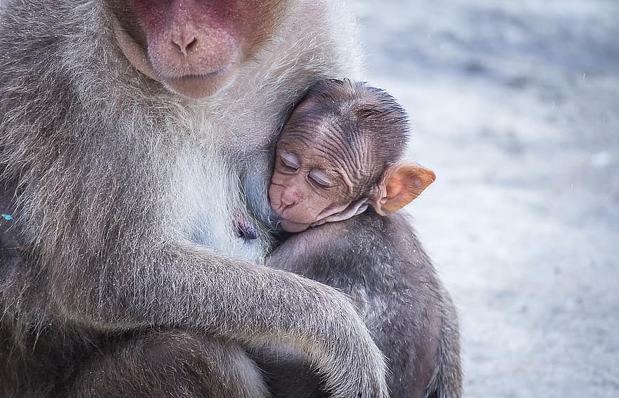 маймуна, бебе маймуна, грижа, майка, животни, примати, дивата природа, сукалче, природа, близък план, примат