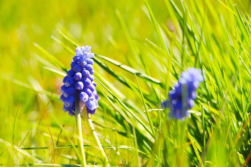 Flowers, Garden Grape-hyacinth, Purple Flowers, Meadow, Garden, Nature, plant, flower, summer, green color, close-up