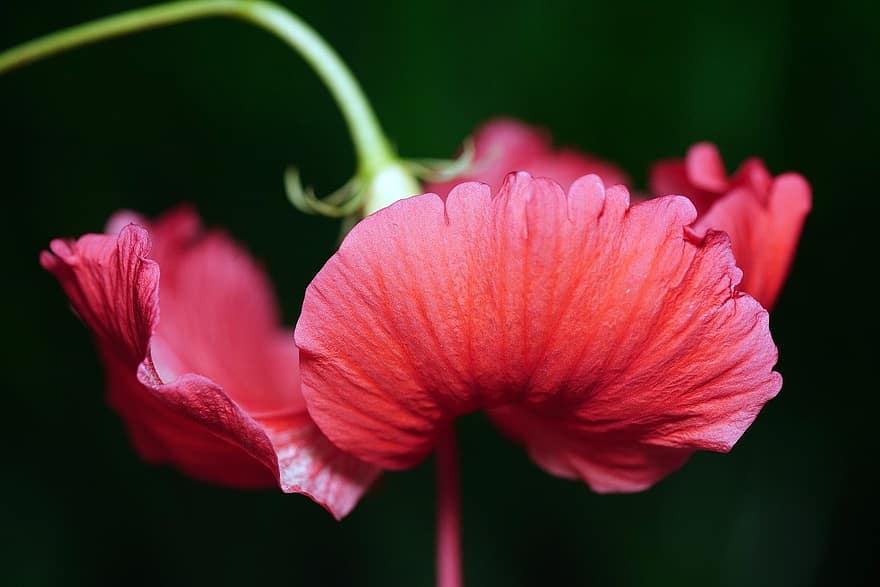 hibiscus, blomst, plante
