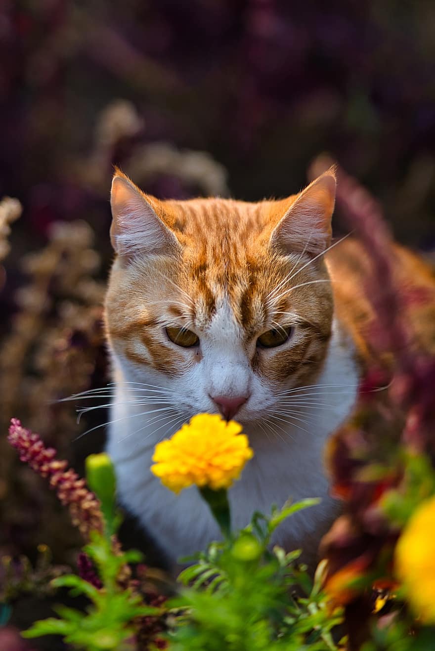 macska, állat, házi kedvenc, Irán, Teherán, perzsa macska, virág