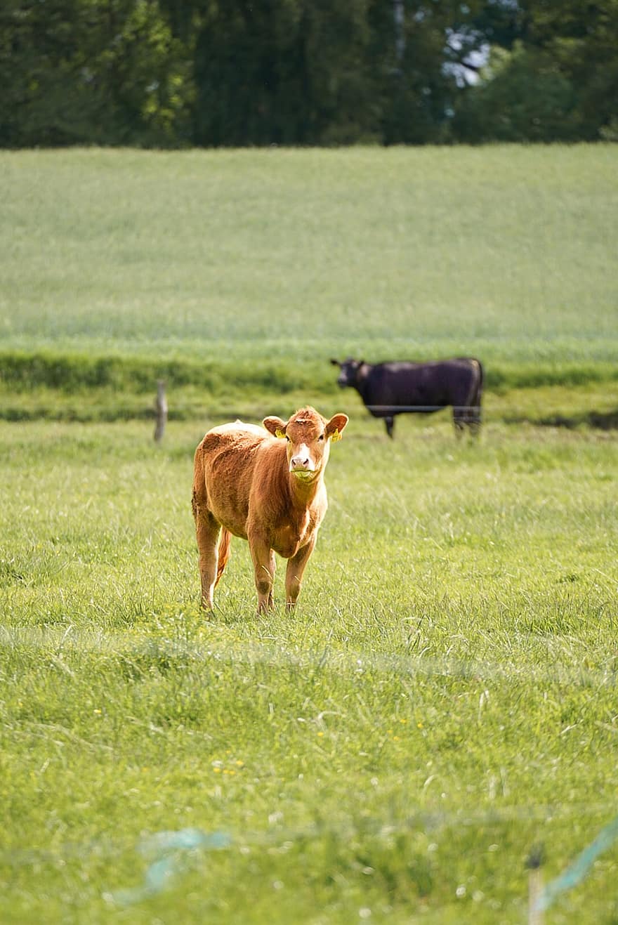 bò cái, đồng cỏ, gia súc, động vật, động vật trang trại, Thiên nhiên, cỏ, con bò, cảnh nông thôn, nông trại, nông nghiệp