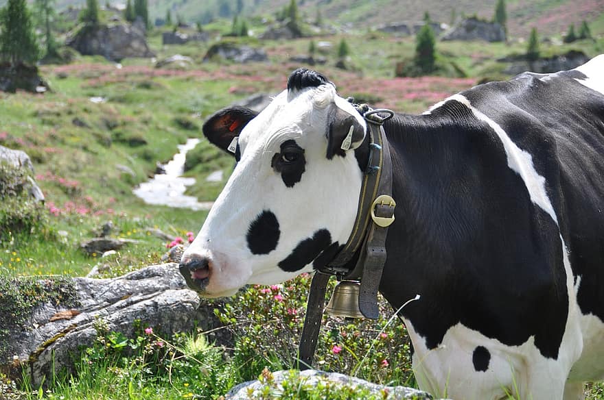 Cow, Mountains, Tyrol, Alm, Alpine, Cow Head, Livestock, Cattle, Farm Animal