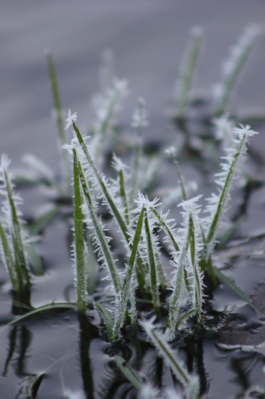 Winter, Nature, Grasses, Bach, Frost, Frozen, plant, close-up, leaf, green color, growth
