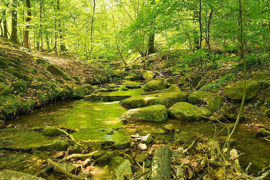 bach, strömma, skog, svart skog, vatten, vildmark, stenar, grön färg, landskap, träd, blad