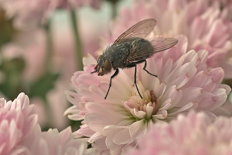 Fly, Insect, Flower, Pest, Animal, Garden, Nature, Animal World