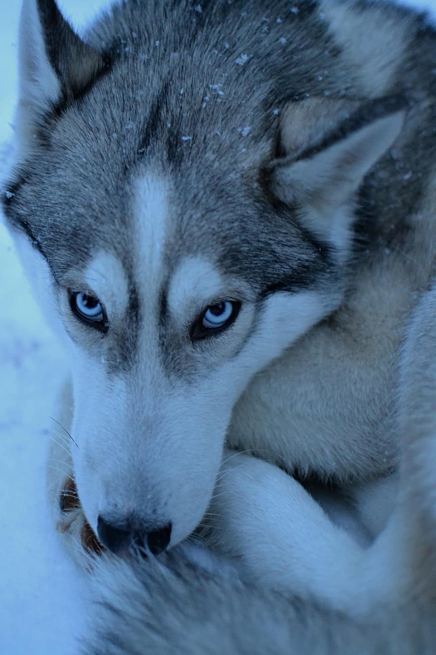 lupo, canino, animale, inverno, pelliccia, grugno, mammifero, canis lupus, fotografia animale, predatore, carnivoro