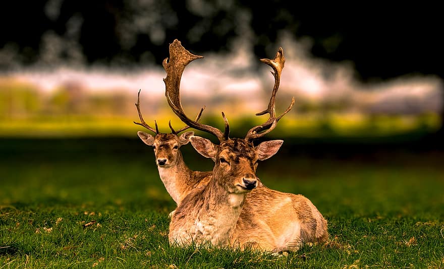 елен, еленови рога, животно, природа, парк, гора, Ирландия, дивата природа, трева, животни в дивата природа, сладък