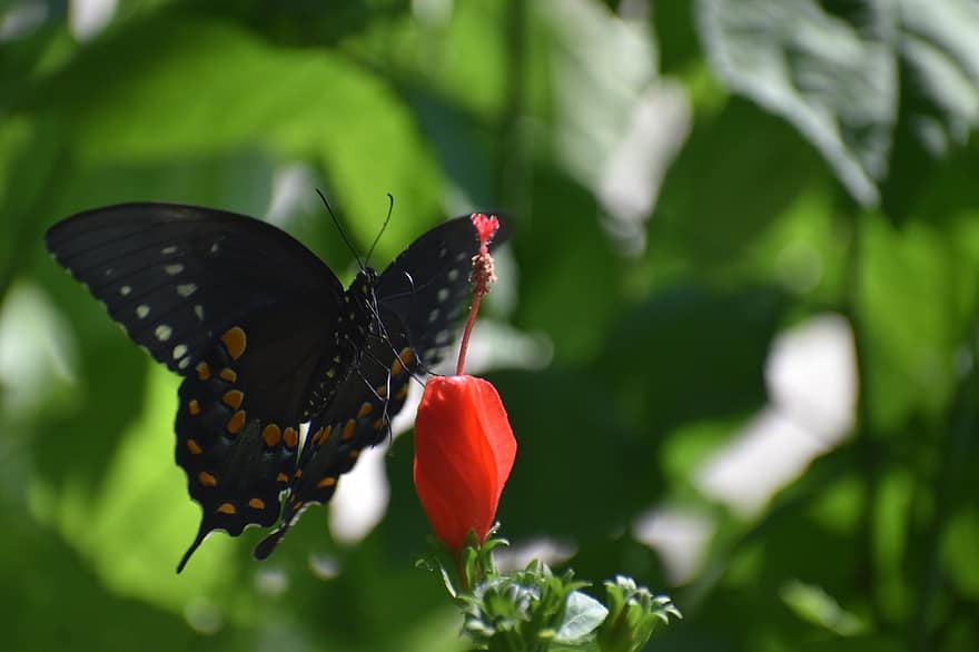 나비, spicebush swallowtail, 수분, 곤충, 정원, 봄, 야생 생물, 자연, 밀림, 닫다, 여름