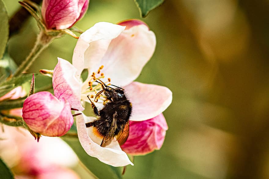 Apple Blossom, Flower, Bee, Insect, Bumblebee, Nectar, Pollination, Spring, Buds, Pink Flower, Apple Tree