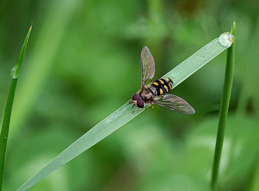 hoverfly, แมลง, หญ้า, แมลงวันดอกไม้, แมลงวัน syrphid, ปลูก, น้ำค้าง, dewdrops, เปียก, ทุ่งหญ้า, ธรรมชาติ