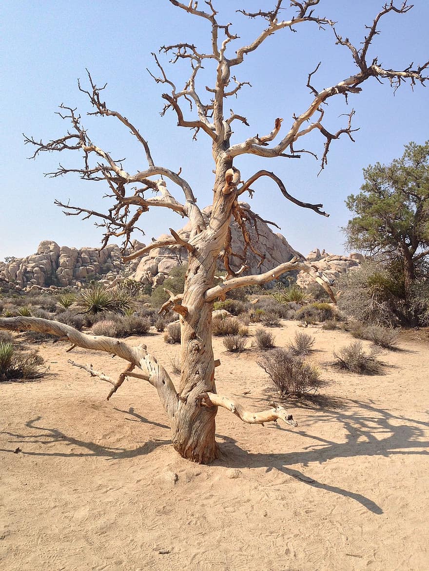 Dead Tree, Joshua Tree, National Park, Desert, Usa, Badlands, Barren, Barren Landscape, Tree Branches, Nature, Tree