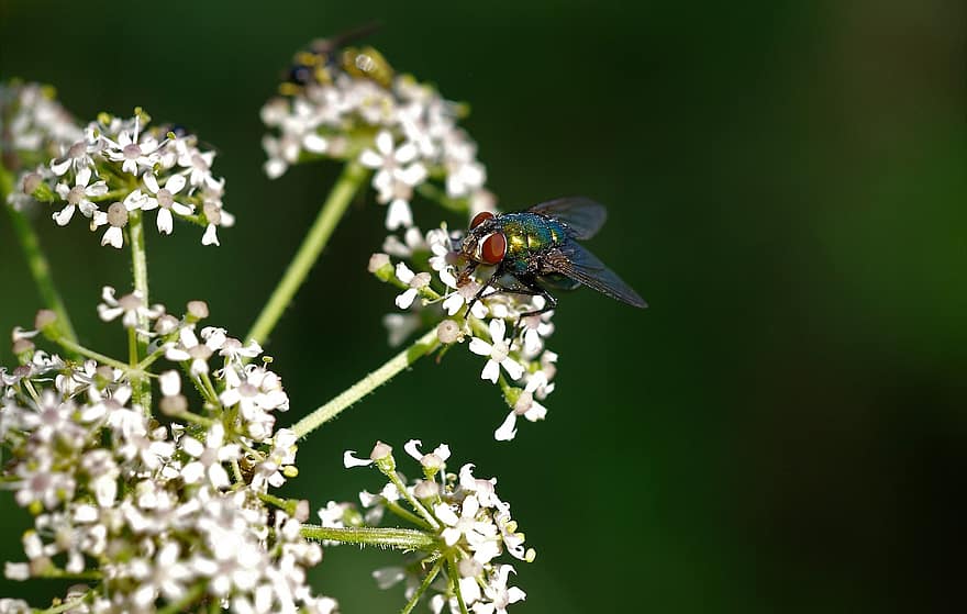 mosca, inseto, garrafa azul, inseto com asas, entomologia, fauna, mundo animal, flores, pequenas flores, flora, natureza