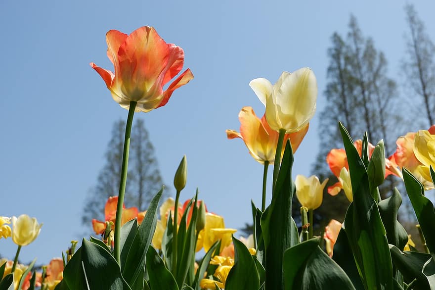 tulipány, květiny, zahrada, nebe, krajina, květ, tulipán, žlutá, letní, rostlina, jaro