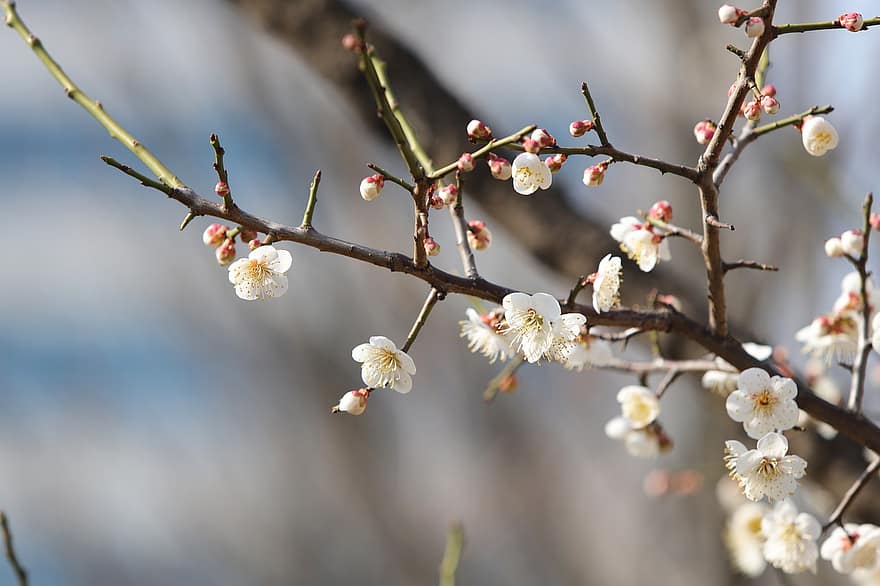Plum Blossoms, White Flowers, Spring Flowers, Spring, Plum Tree, Flowers, branch, springtime, close-up, flower, season