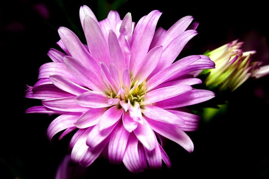 Aster, Flower, Pink Flower, Petals, Pink Petals, Bloom, Blossom, Flora, Plant, close-up, petal