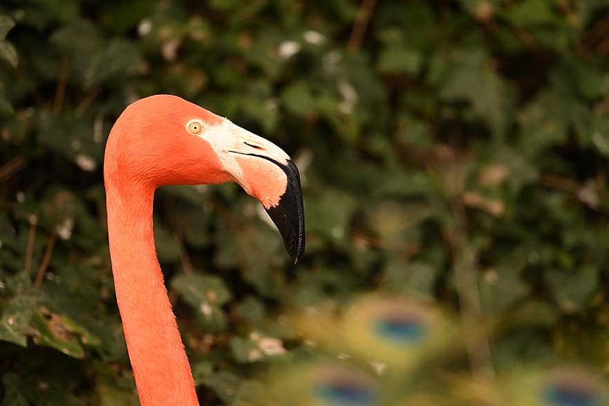 flamingo, burung, hewan, kepala, paruh, alam, margasatwa