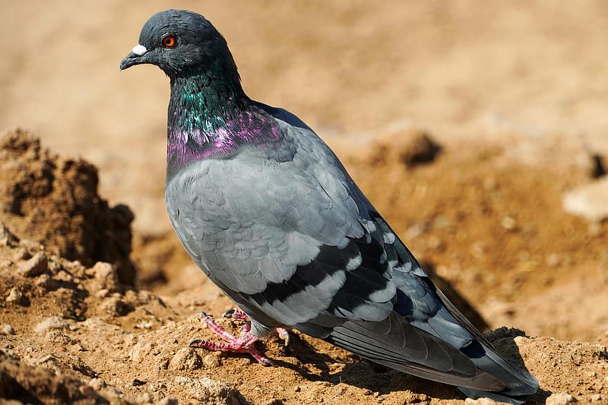Pigeon, oiseau, roches, pigeon sauvage, pigeon urbain, Colombe, animal, le bec, plumes, plumage, la nature