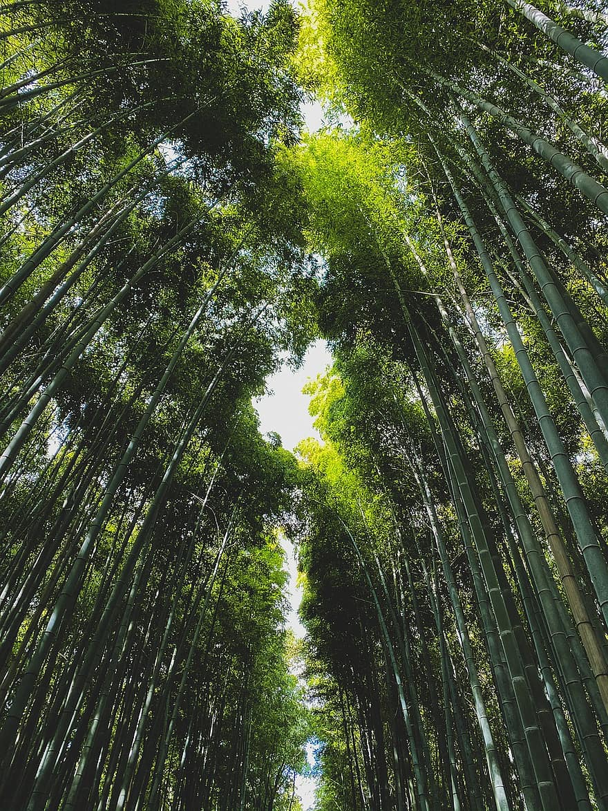 træ, skov, bambus, plante, sollys